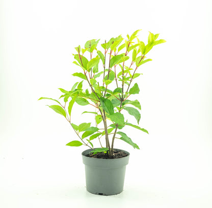 Cephalanthus 'Magical Moonlight' - Kogelbloem