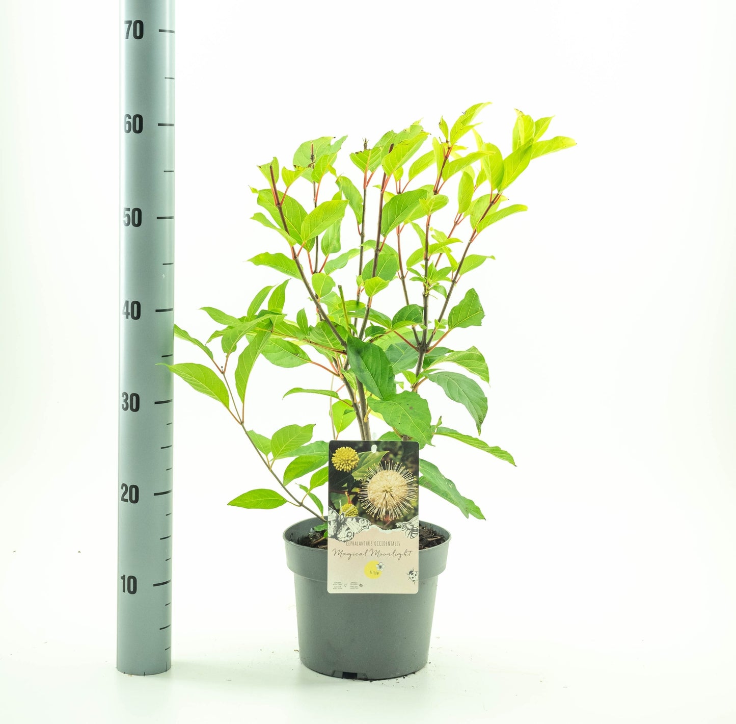 Cephalanthus 'Magical Moonlight' - Kogelbloem