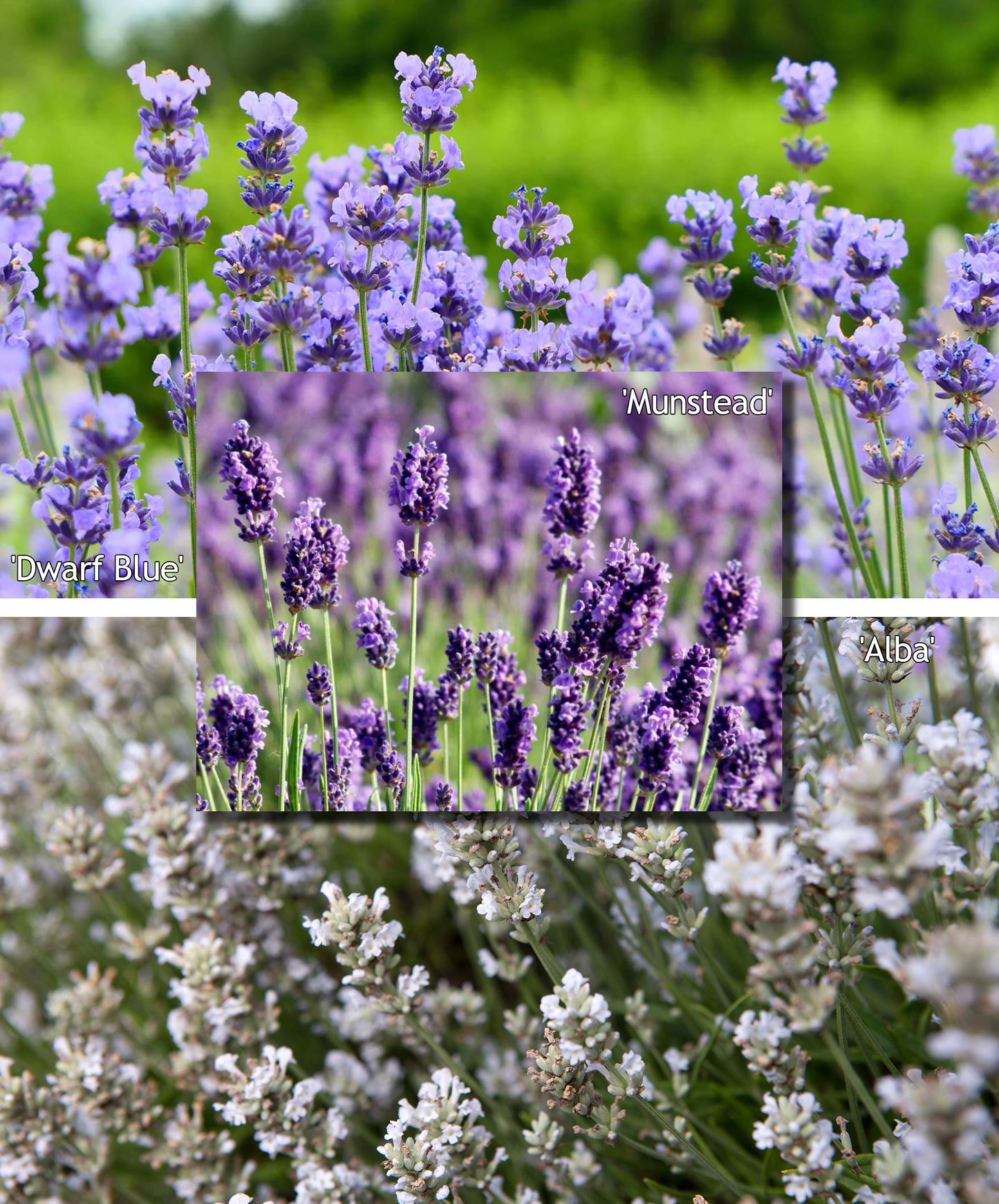 Lavendelmix - Compact - Pakket voor 1 vierkante meter