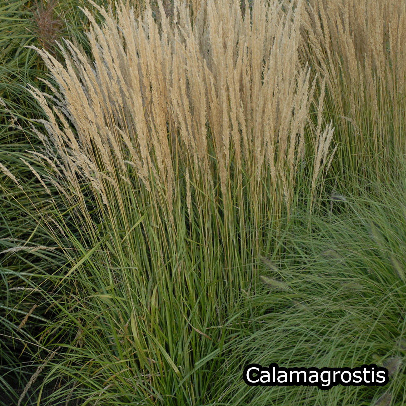 Borderpakket 'Nazomer & Kleur' - 5m² - 50 planten