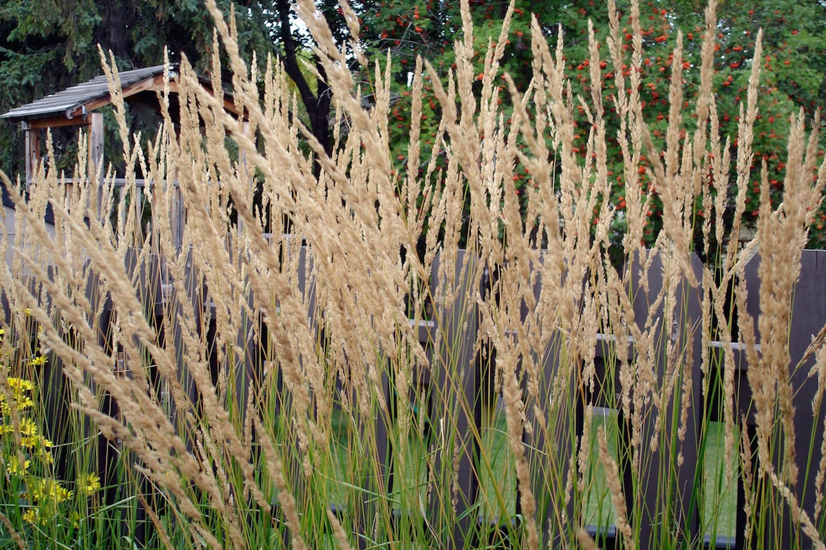 Calamagrostis acutiflora 'Karl Foerster' - Struisriet