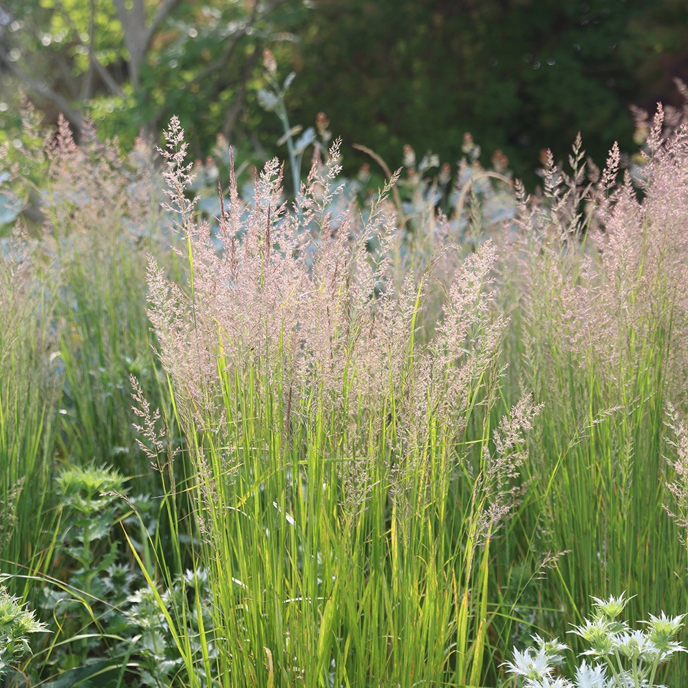 Calamagrostis acutiflora 'Karl Foerster' - Struisriet