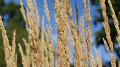 Calamagrostis acutiflora 'Karl Foerster' - Struisriet