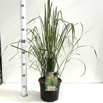 Calamagrostis acutiflora 'Karl Foerster' - Struisriet