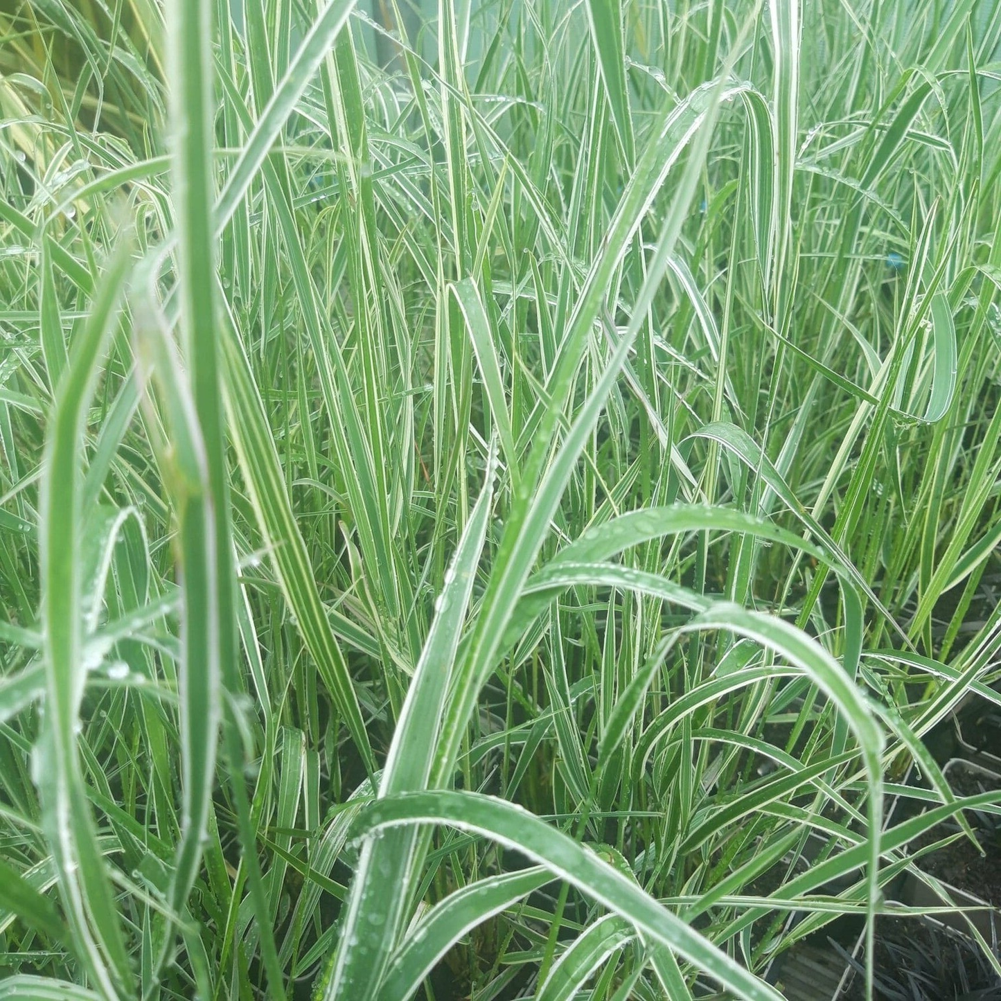 Calamagrostis acutiflora 'Overdam' - Struisriet