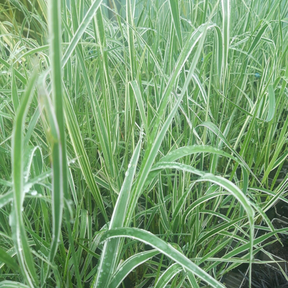 Calamagrostis acutiflora 'Overdam' - Struisriet