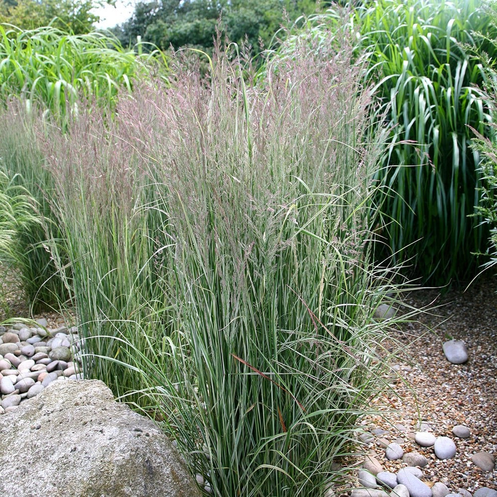 Calamagrostis acutiflora 'Overdam' - Struisriet