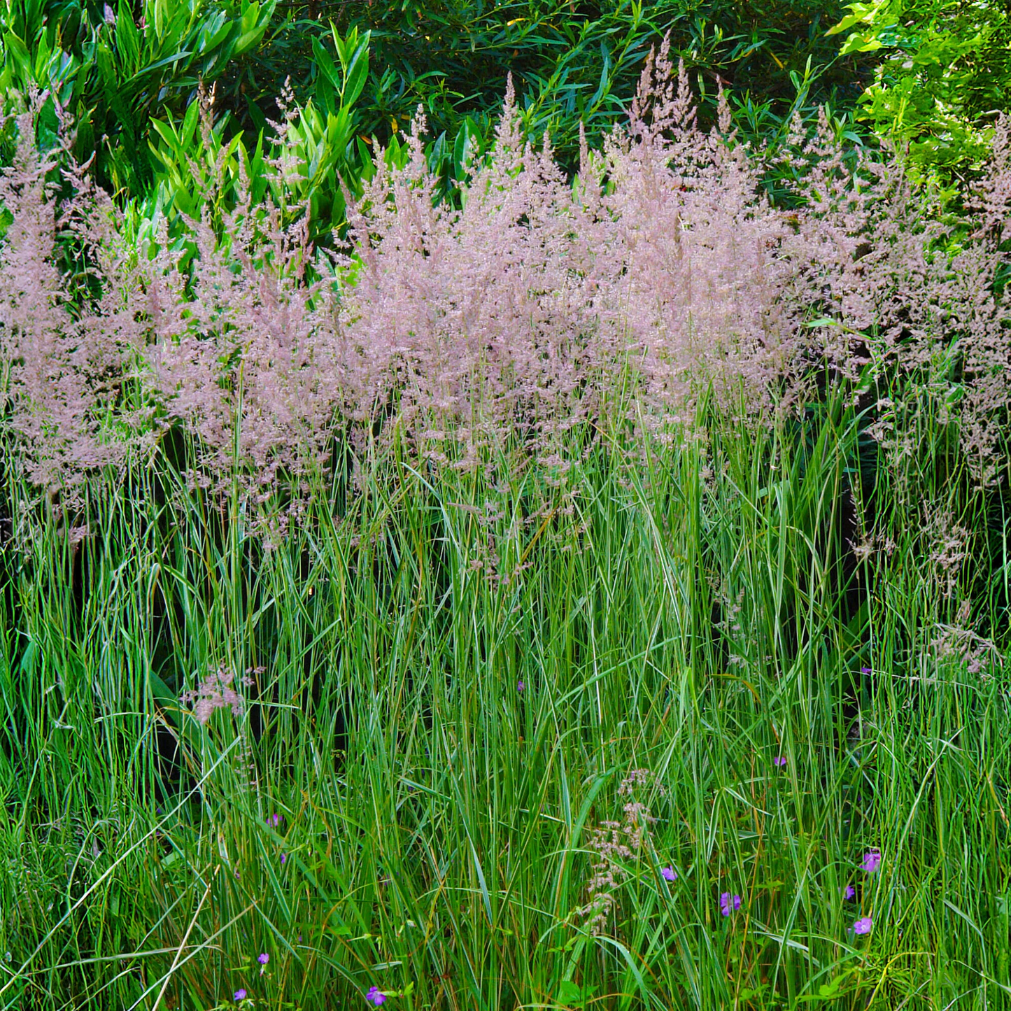 Calamagrostis acutiflora 'Overdam' - Struisriet