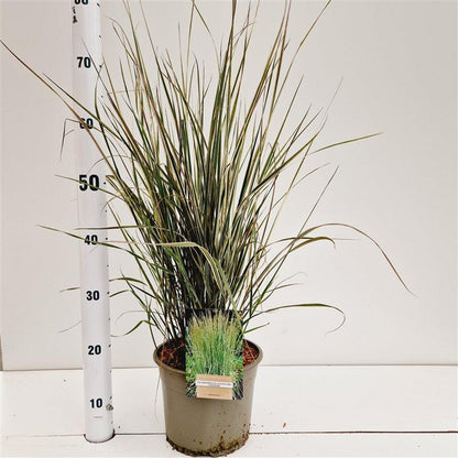Calamagrostis acutiflora 'Overdam' - Struisriet