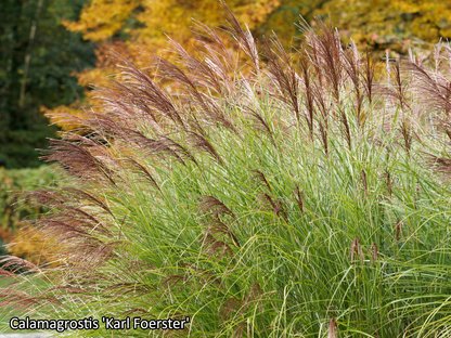 Borderpakket 'Siergrassen & Structuur' - 5m² - 50 planten