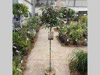 Callicarpa Bod. 'Profusion' - op stam