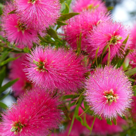 Callistemon viminalis 'Hot Pink' - Flessenborstel