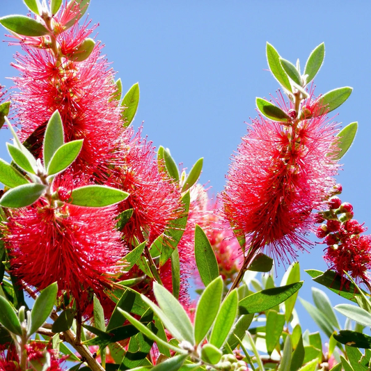 Callistemon viminalis 'Inferno' - Flessenborstel
