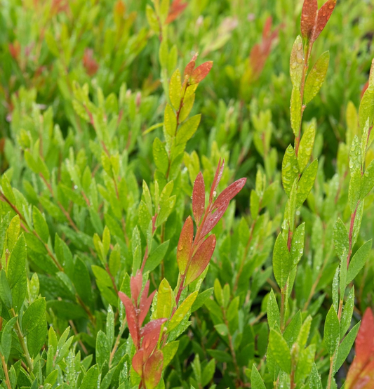 Callistemon viminalis 'Inferno' - Flessenborstel