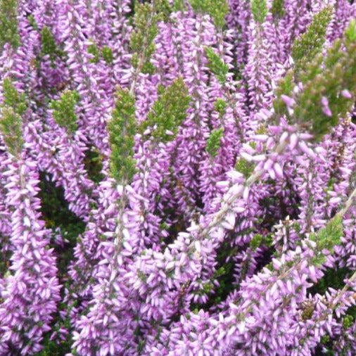 Calluna vulgaris paars - Zomerheide