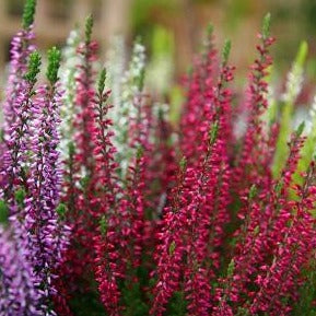 Calluna vulgaris rood - Zomerheide