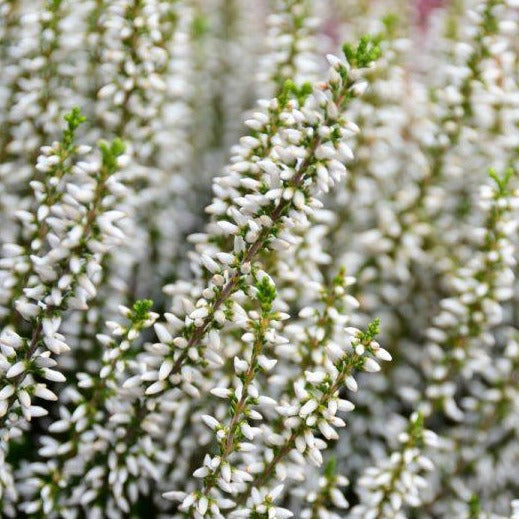 Calluna vulgaris wit - Zomerheide
