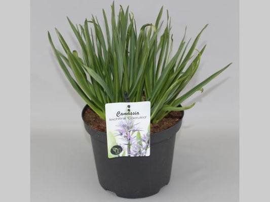 Camassia leichtlinii 'Blauwe Donau' - Prairielelie Blauw