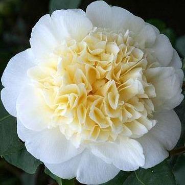 Camellia japonica 'Brushfield's Yellow'