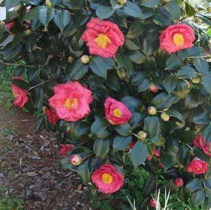 Camellia japonica ‘Dr. King’