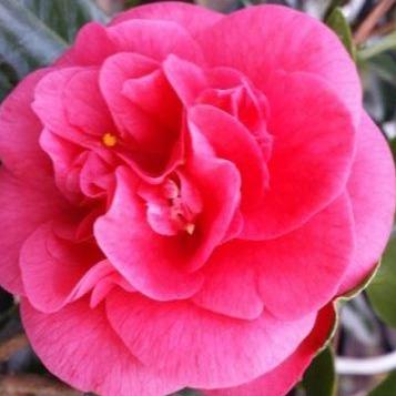 Camellia japonica 'Lady Campbell'