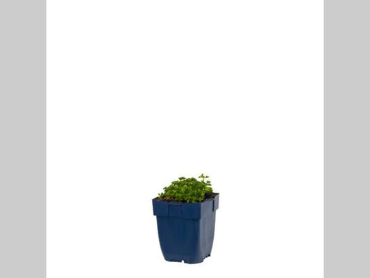 Violette klokjesbloemen in volle bloei, met zachte, gestreepte blaadjes en groene stengels. Perfect voor tuinversiering en bloemenliefhebbers die natuurlijke kleuren zoeken.