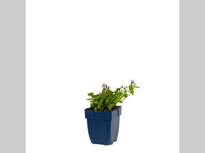 Campanula posch. 'Stella' - Klokjesbloem
