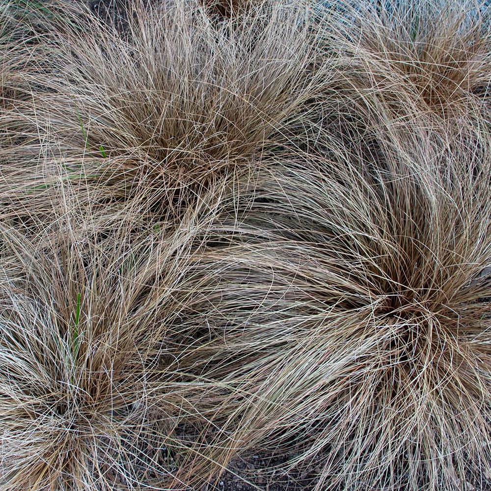 Carex comans 'Bronze Form' - Zegge