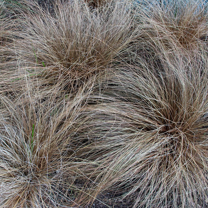 Carex comans 'Bronze Form' - Zegge