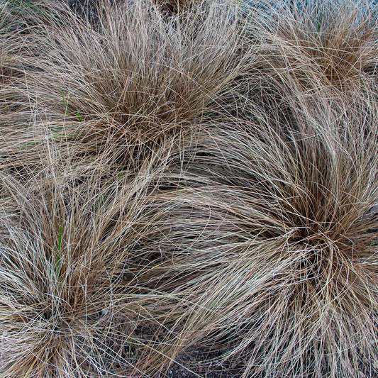 Carex comans 'Bronze Form' - Zegge