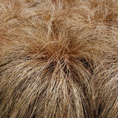 Carex comans 'Bronze Form' - Zegge