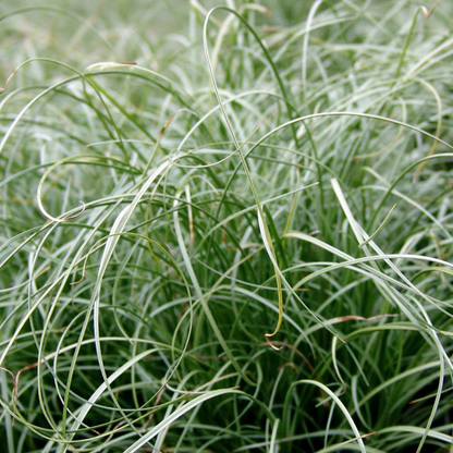 Carex comans 'Frosted Curls' - Zegge