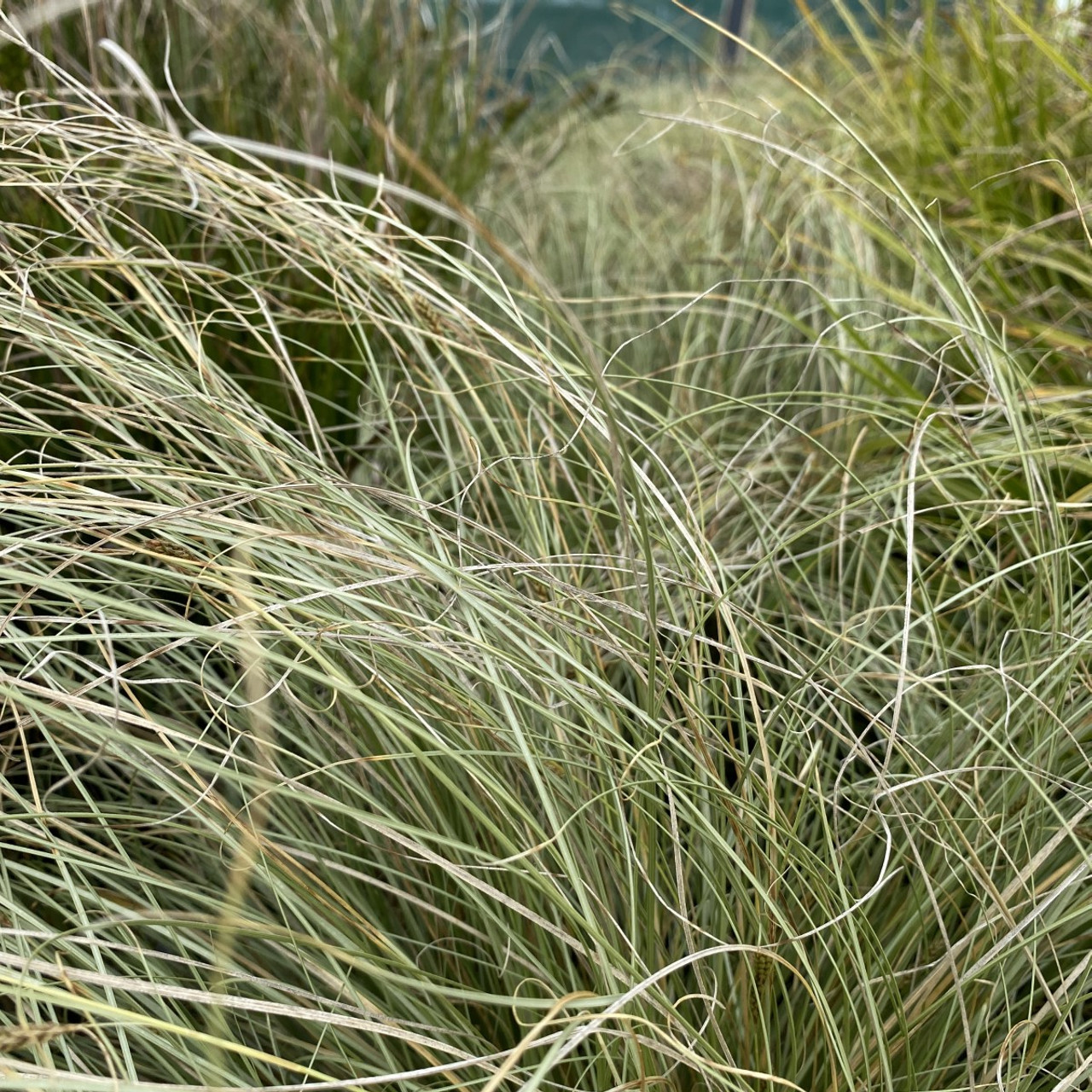 Carex comans 'Frosted Curls' - Zegge