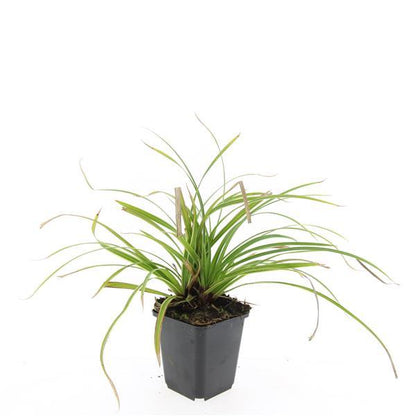 Carex morrowii 'Ice Dance' - Zegge