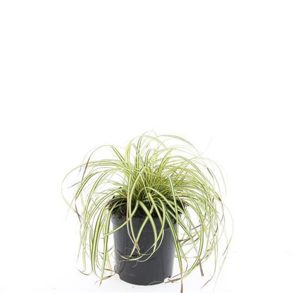 Carex oshimensis 'Evergold' - Zegge