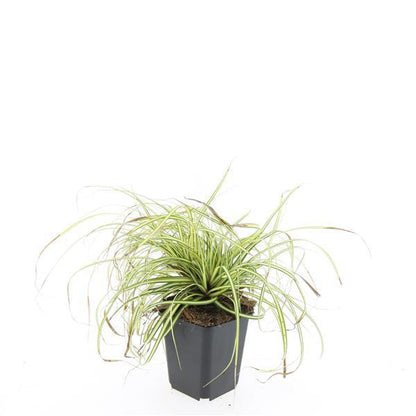 Carex oshimensis 'Evergold' - Zegge
