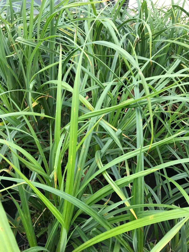 Carex pendula - Hangende zegge