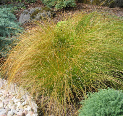 Carex testacea 'Prairie Fire' - Zegge