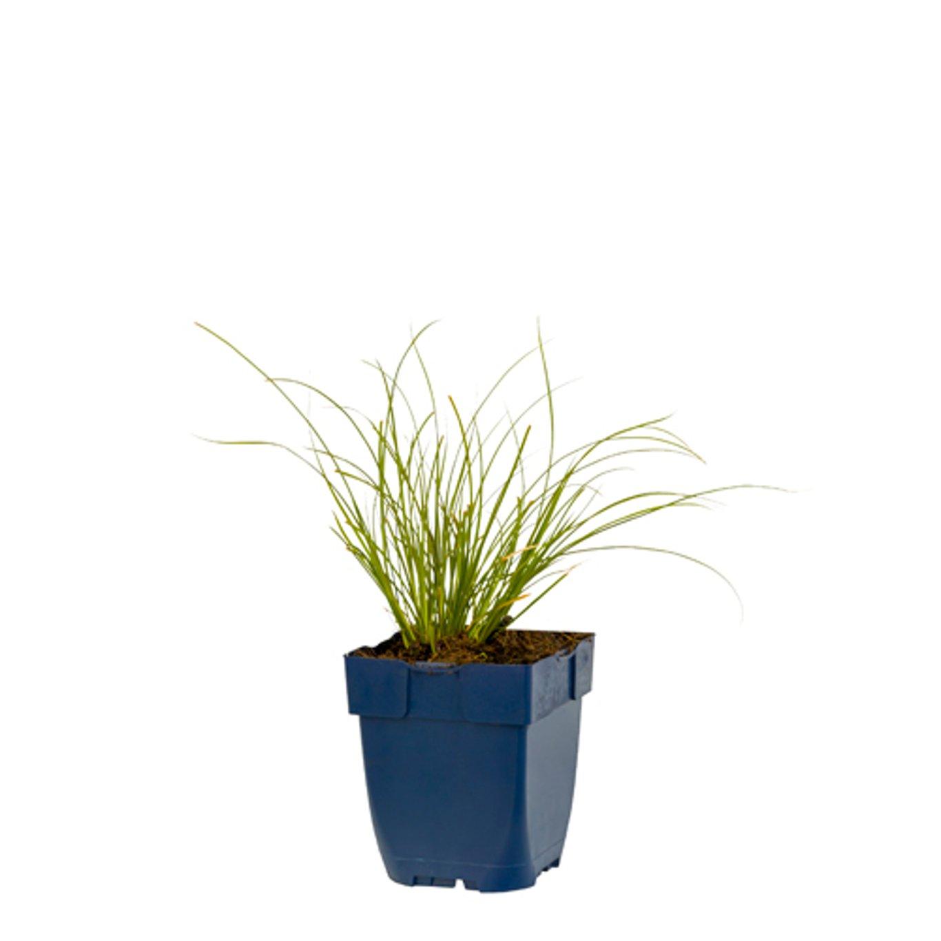 Carex testacea 'Prairie Fire' - Zegge