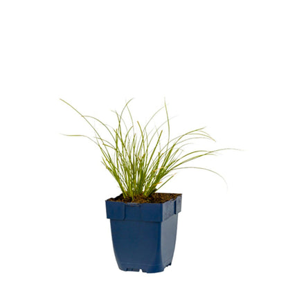 Carex testacea 'Prairie Fire' - Zegge