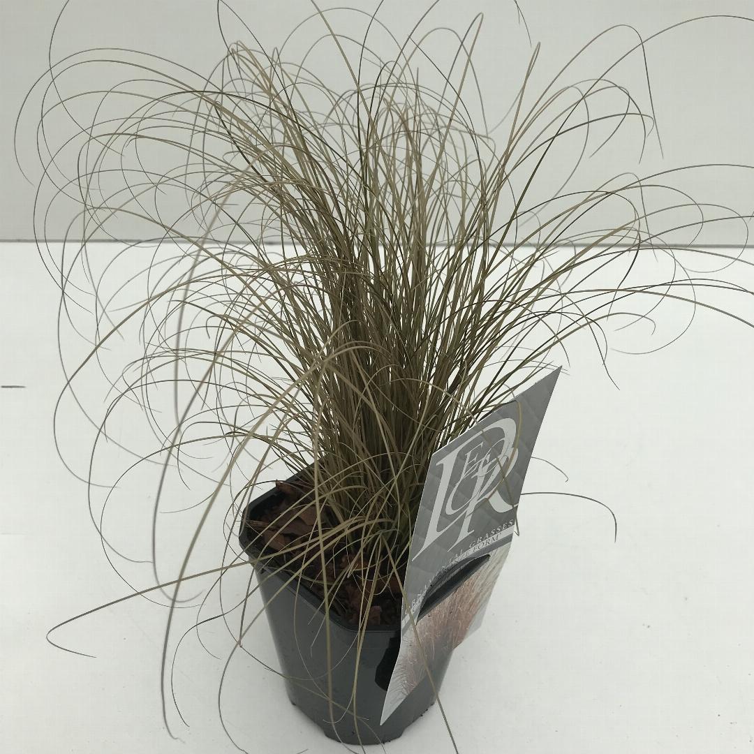 Carex comans 'Bronze Form' - Zegge