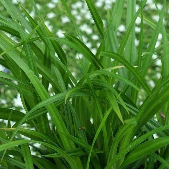Carex morrowii 'Irish Green' - Zegge