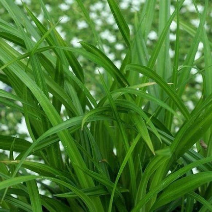 Carex morrowii 'Irish Green' - Zegge