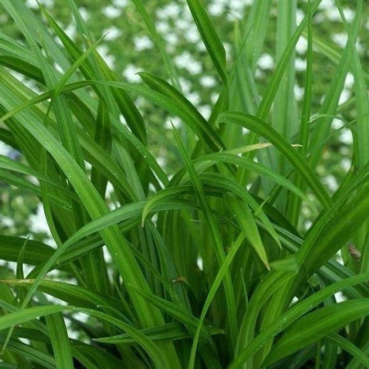 Carex morrowii 'Irish Green' - Zegge