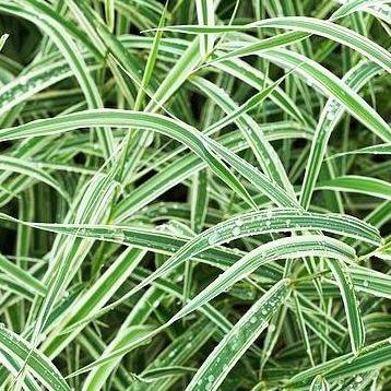 Carex morrowii 'Variegata' - Zegge