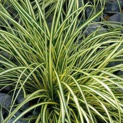 Carex oshimensis 'Evergold' - Zegge