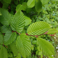 Carpinus betulus - Haagbeuk blote wortel