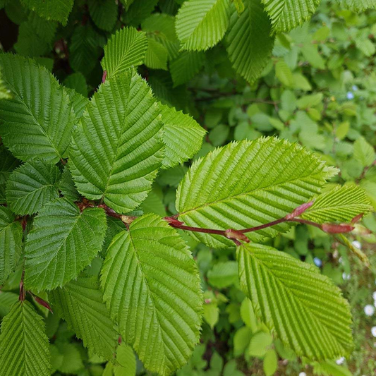 Carpinus betulus - Haagbeuk blote wortel
