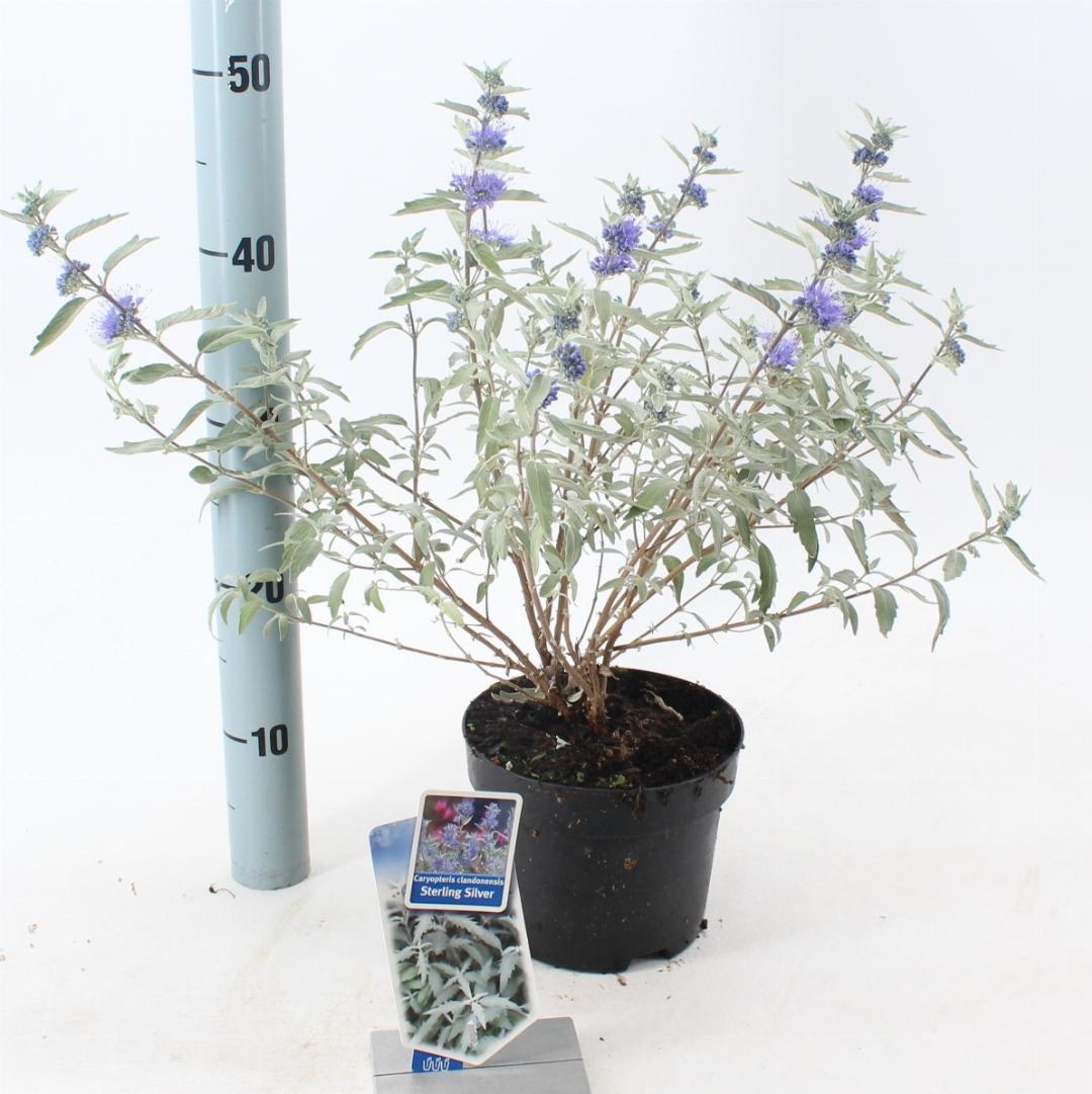 Caryopteris clandonensis ‘Sterling Silver’ – Blauwbaard
