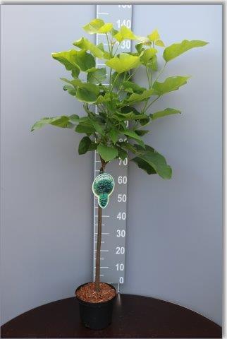 Catalpa bignonioides 'Nana' - Bolcatalpa op stam